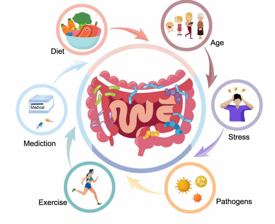 Unveiling the Role of Gut Microbiota in Type 2 Diabetes